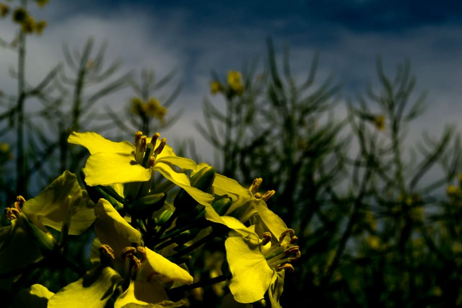 oilseed rape, blossom, bloom, yellow, nature, field, rape blossom, HD wallpaper