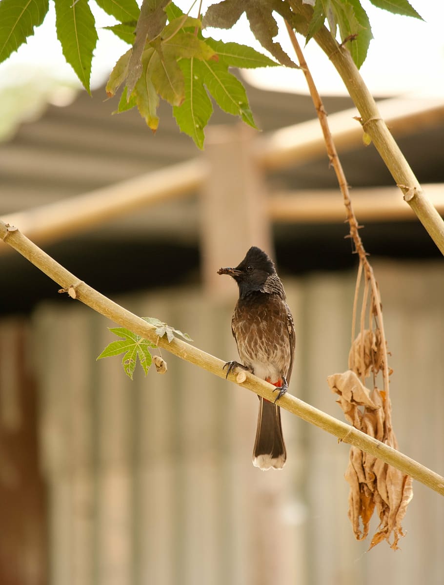 Red Whiskered Bulbul - Picture of Barefoot at Havelock, Havelock Island -  Tripadvisor