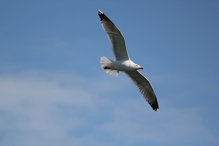 seagull, flight, image, flying, animals in the wild, bird, animal themes HD wallpaper