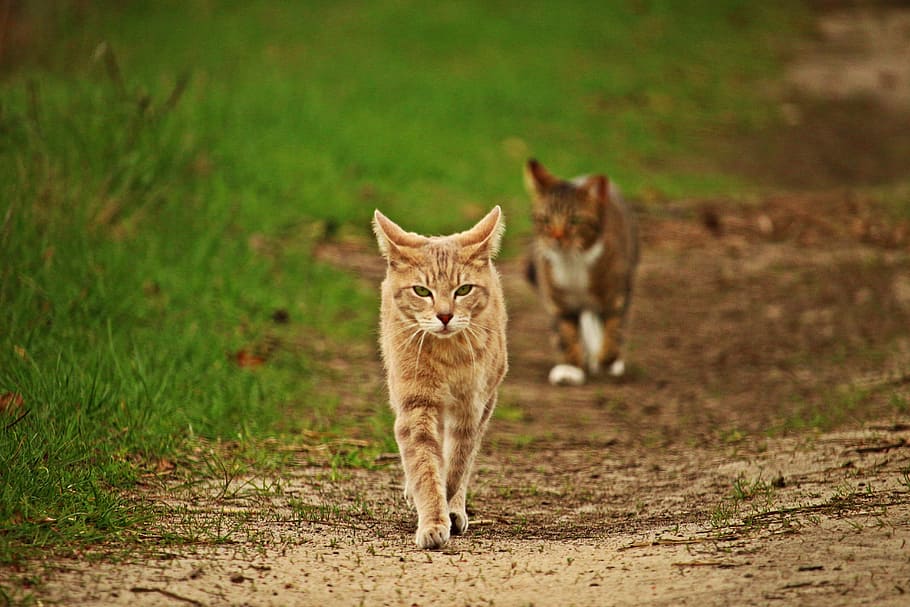 orange Tabby cat worm's-eye view photography, mieze, mackerel tabby HD wallpaper