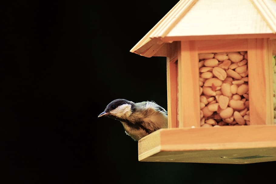 tit, bird, bird seed, peanuts, feed, depend, plumage, nature HD wallpaper