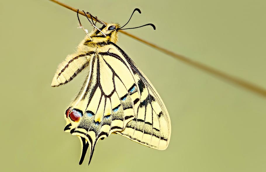yellow butterfly pearched on stick, swallowtail, macro, insect HD wallpaper