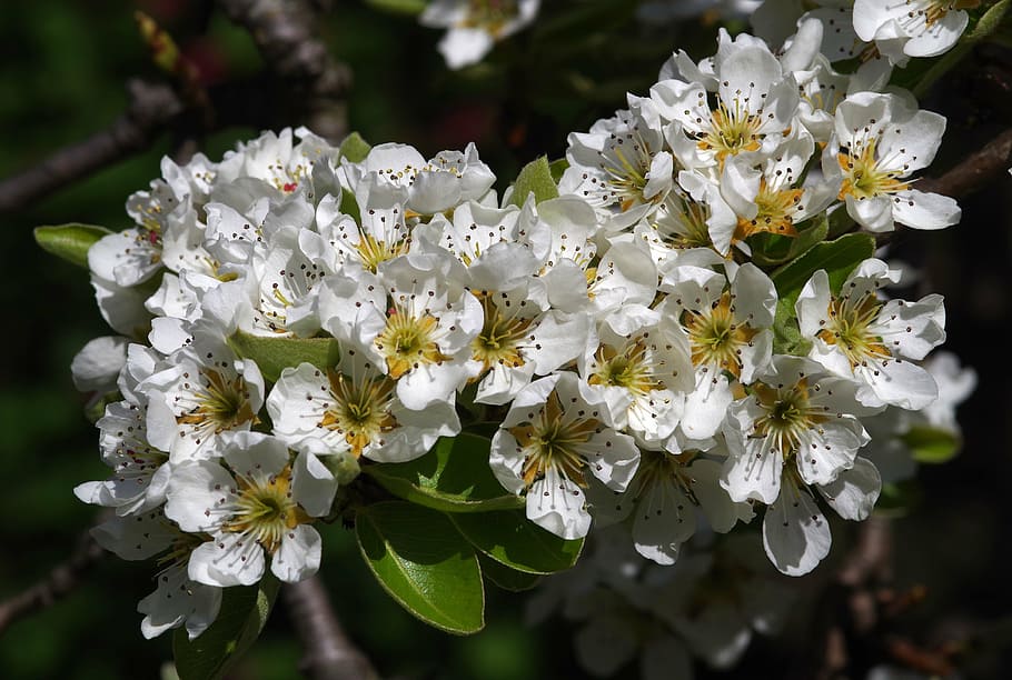 blossom, pear, spring, bloom, flower, tree, white, nature, orchard HD wallpaper