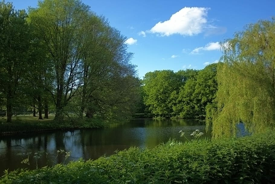 Nature, Tree, Green, Park, Plant, landscape, water, forest HD wallpaper