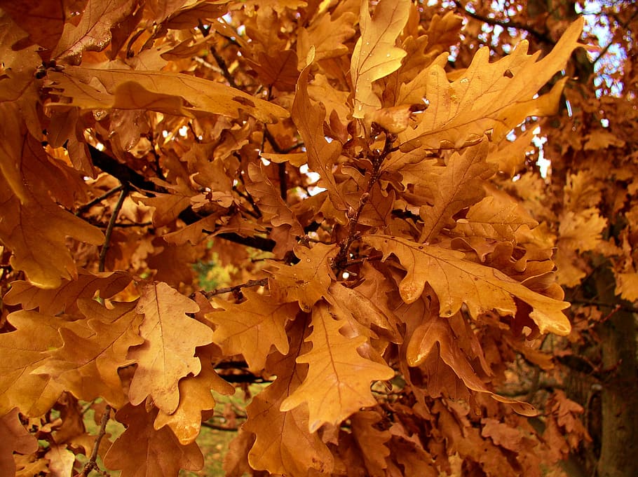 oak, leaves, tree, autumn, oak leaves, autumn leaves, branch HD wallpaper