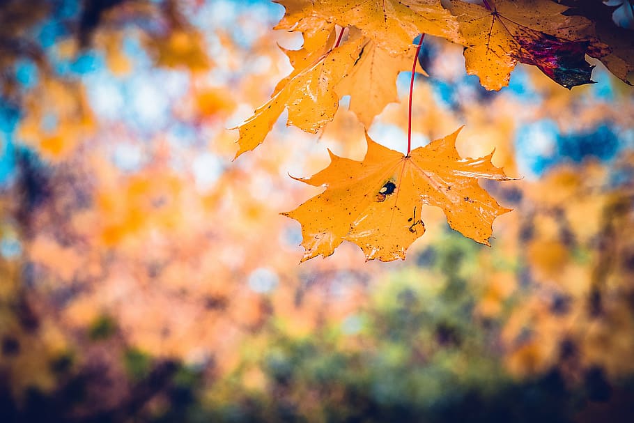 closeup photo of maple leaf, autumn, leaves, fall, red, nature HD wallpaper
