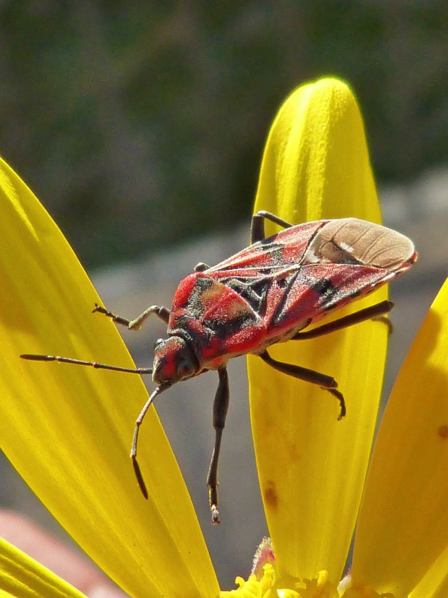 bug, insect, red, libar, daisy, yellow flower, animal themes HD wallpaper