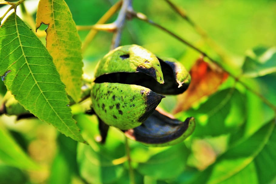 Nut Shell, Pecan, Skin, thick, green, empty, one animal, leaf HD wallpaper