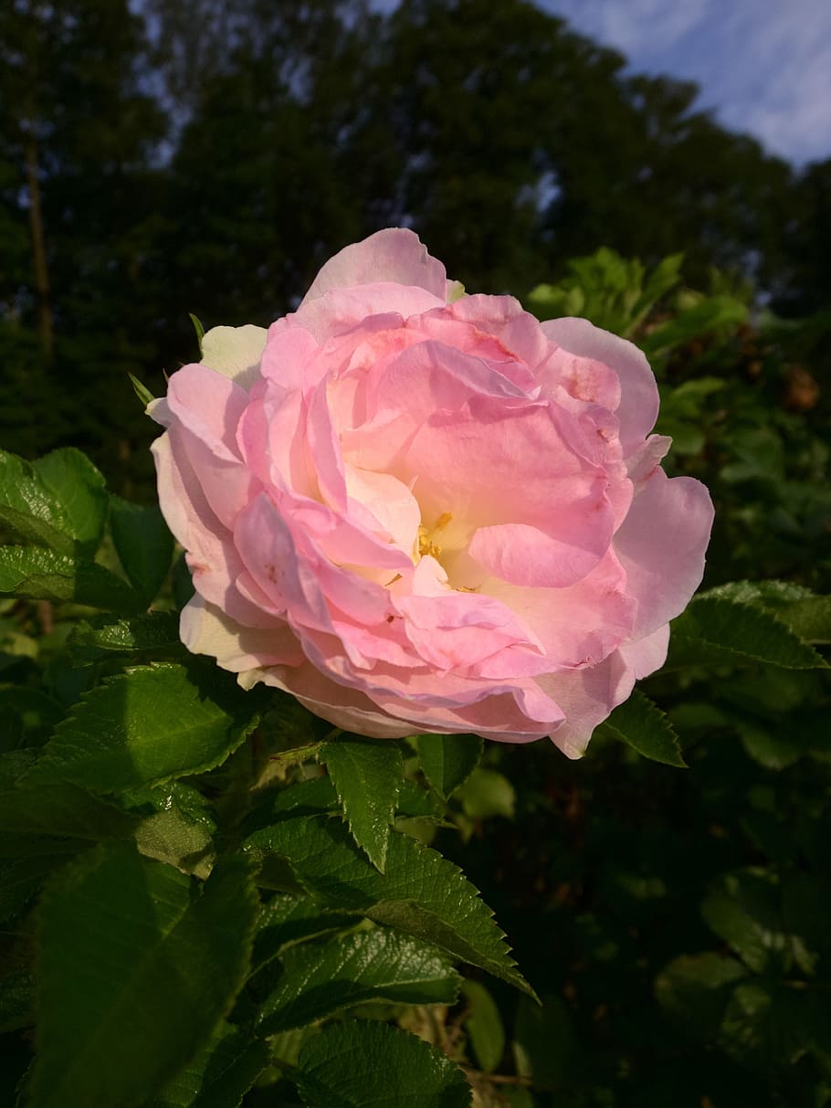 Blossom, Bloom, Flower, rose, filled, rose bloom, filled rose HD wallpaper