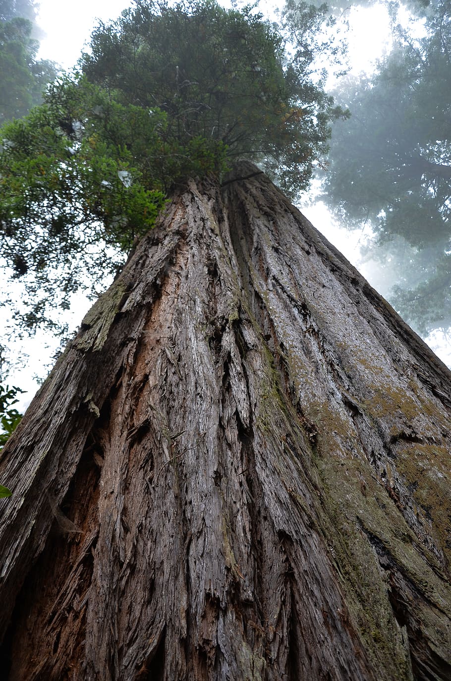 usa, america, california, sequoia trees, ladybird johnson grove, HD wallpaper