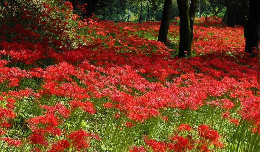 shallow focus photography of red flower field, amaryllis, the small country