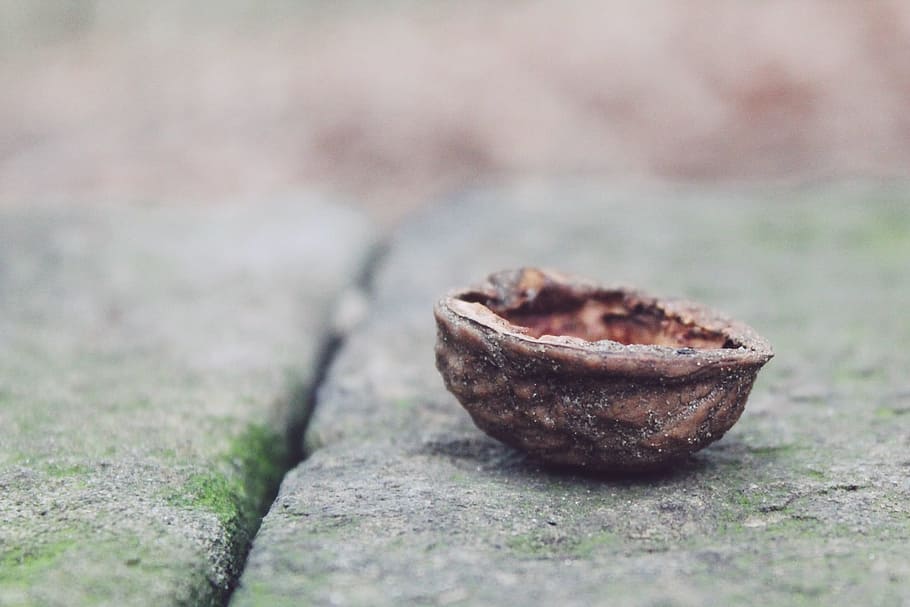Nutshell, Stone, Deco, Decoration, garden, close, background HD wallpaper
