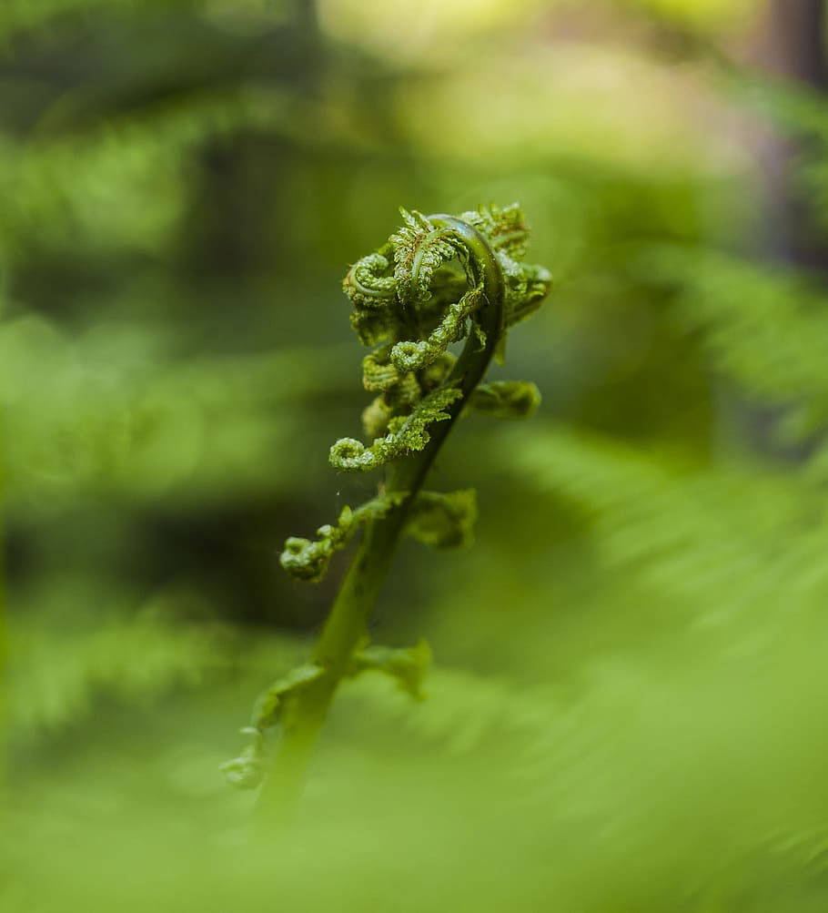 Fern, Sprouts, Spring, Nature, young, green, close, first drive HD wallpaper