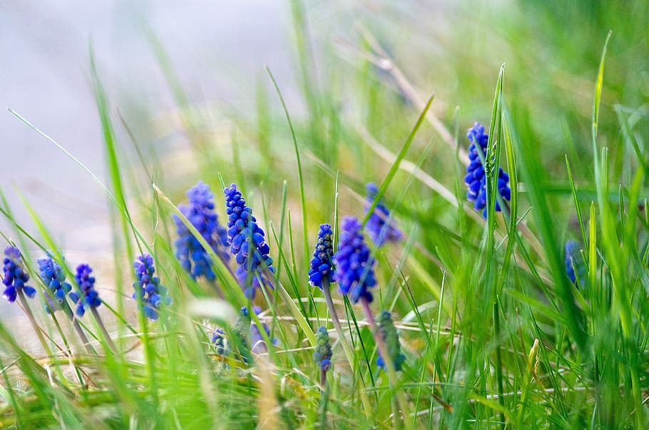 nature, grass, plant, summer, flower, muscari, bauer floral HD wallpaper
