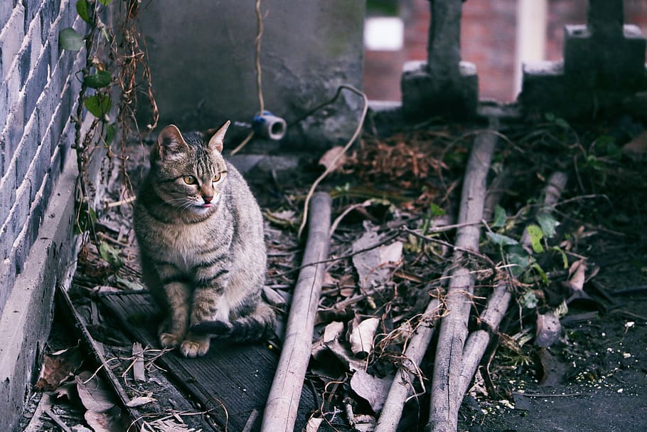cat, old, looking for, staring, views, mammal, animal themes HD wallpaper