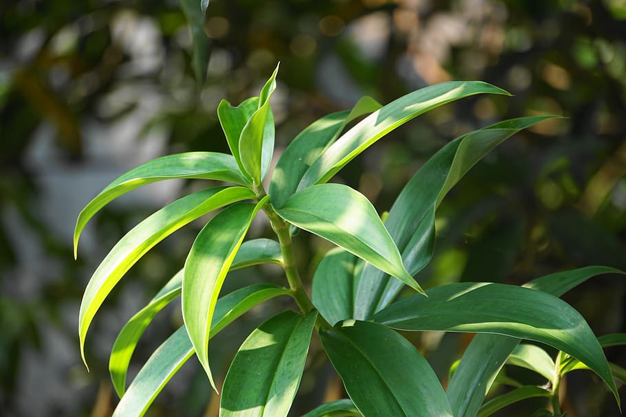 leaf, flora, nature, growth, tree, green color, plant part HD wallpaper