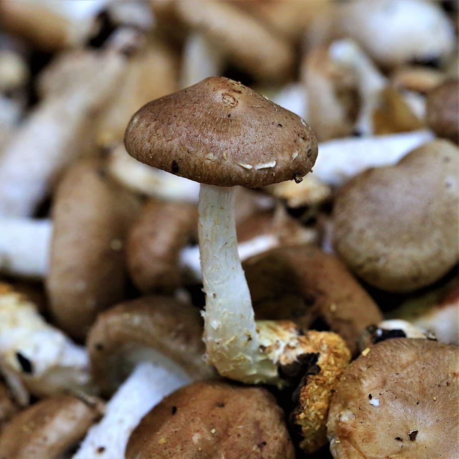 Съедобные засолочные грибы