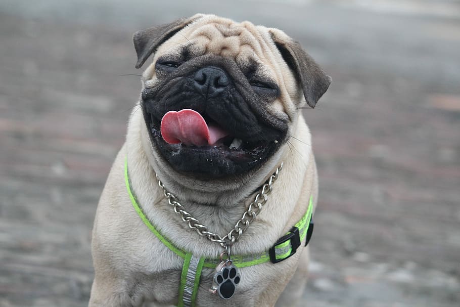short-coated black and white pug on gray surface, Shallow Focus HD wallpaper