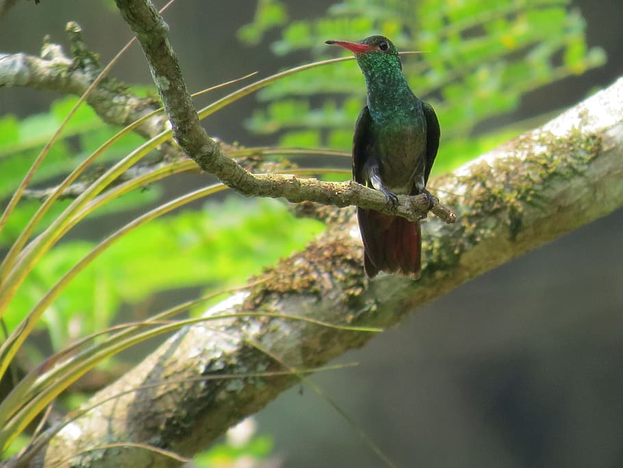 hummingbird, ave, flight, fast, fauna, animals, colombia, birds HD wallpaper