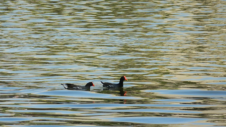 huacachina lagoon, fauna, ica - peru, animals in the wild, bird