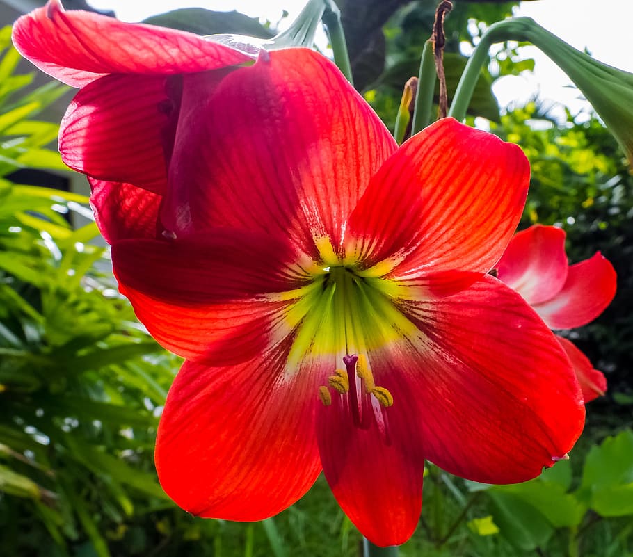 Blossom, Bloom, Flower, red, plant, petal, nature, flower head HD wallpaper