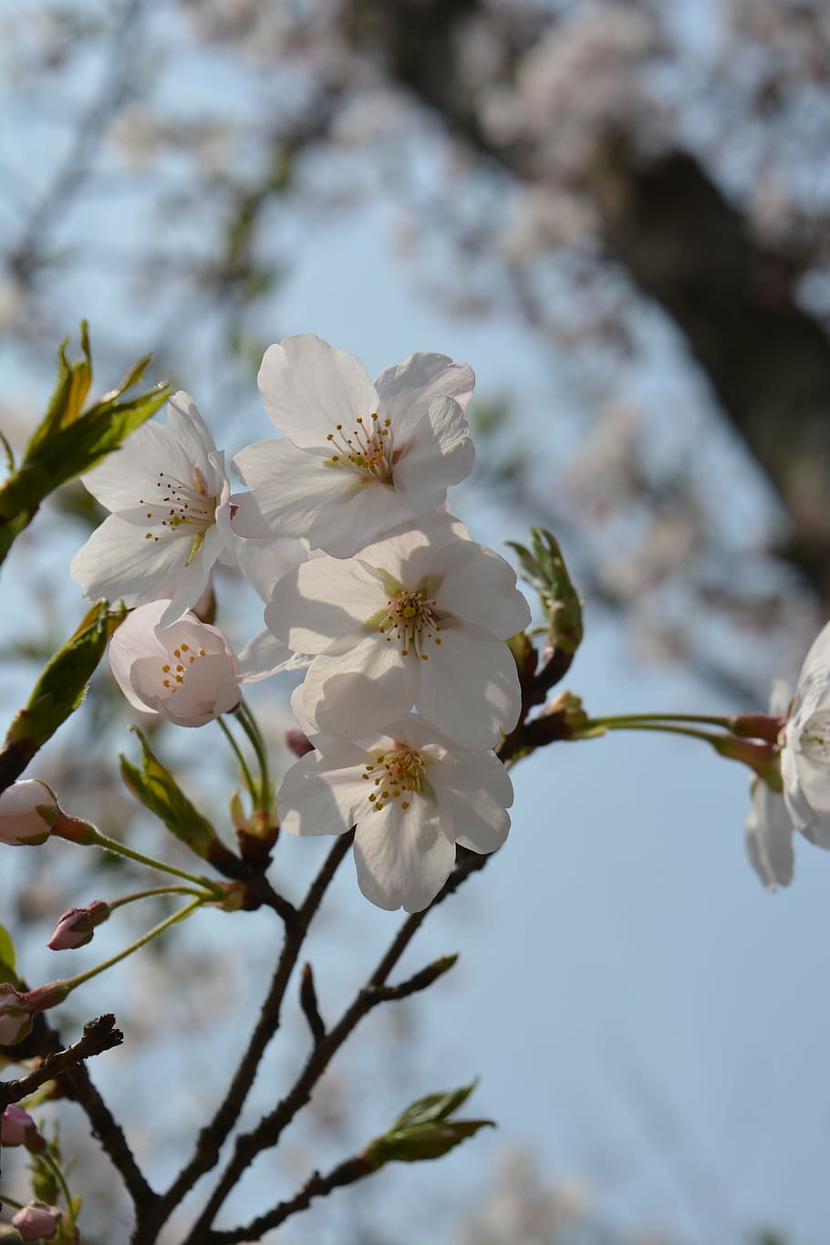 white, cherry blossom, spring, plant, flower, growth, flowering plant HD wallpaper