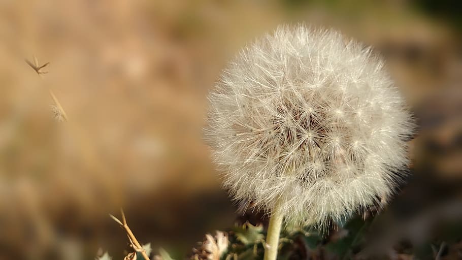 Dandelion, Flower, nature, plant, fluffy, close-up, seed, summer HD wallpaper