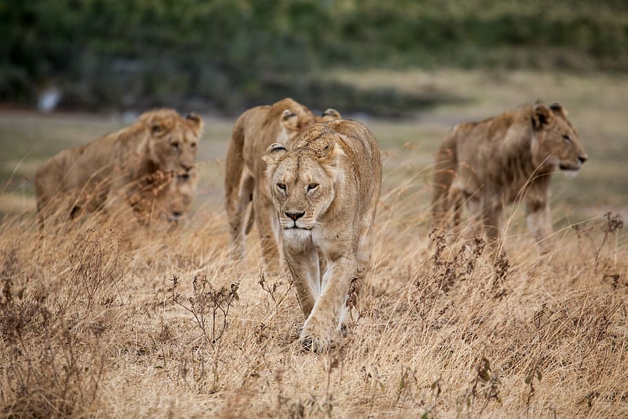 pride of lion walking on dried grass, herd of brown lioness during daytime