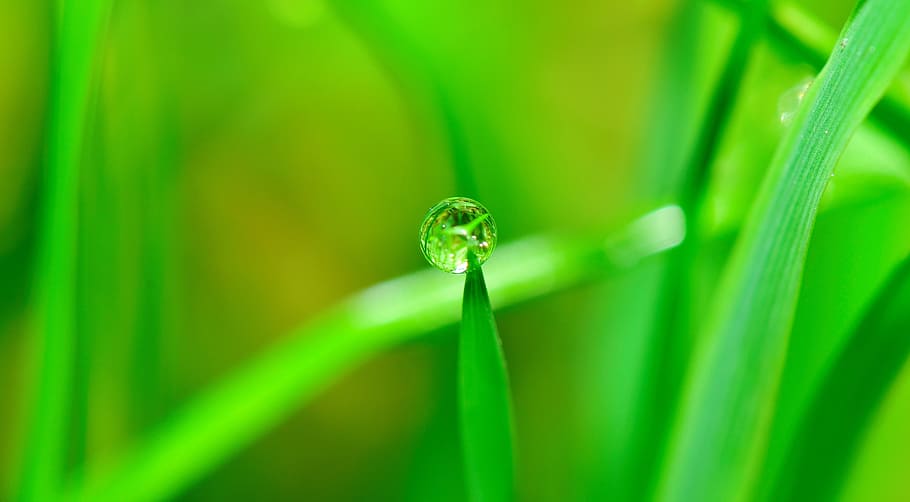 green grass with droplet, water, rain, nature, wet, fall, plant HD wallpaper