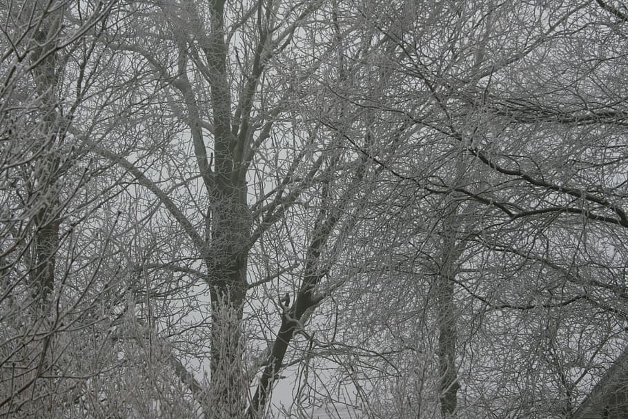 Winter, Trees, Cold, Ice, Hoarfrost, bare tree, cold temperature HD wallpaper