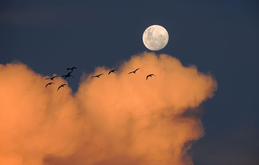 flock of bird flying during sunset, birds, sky, full moon, clouds HD wallpaper