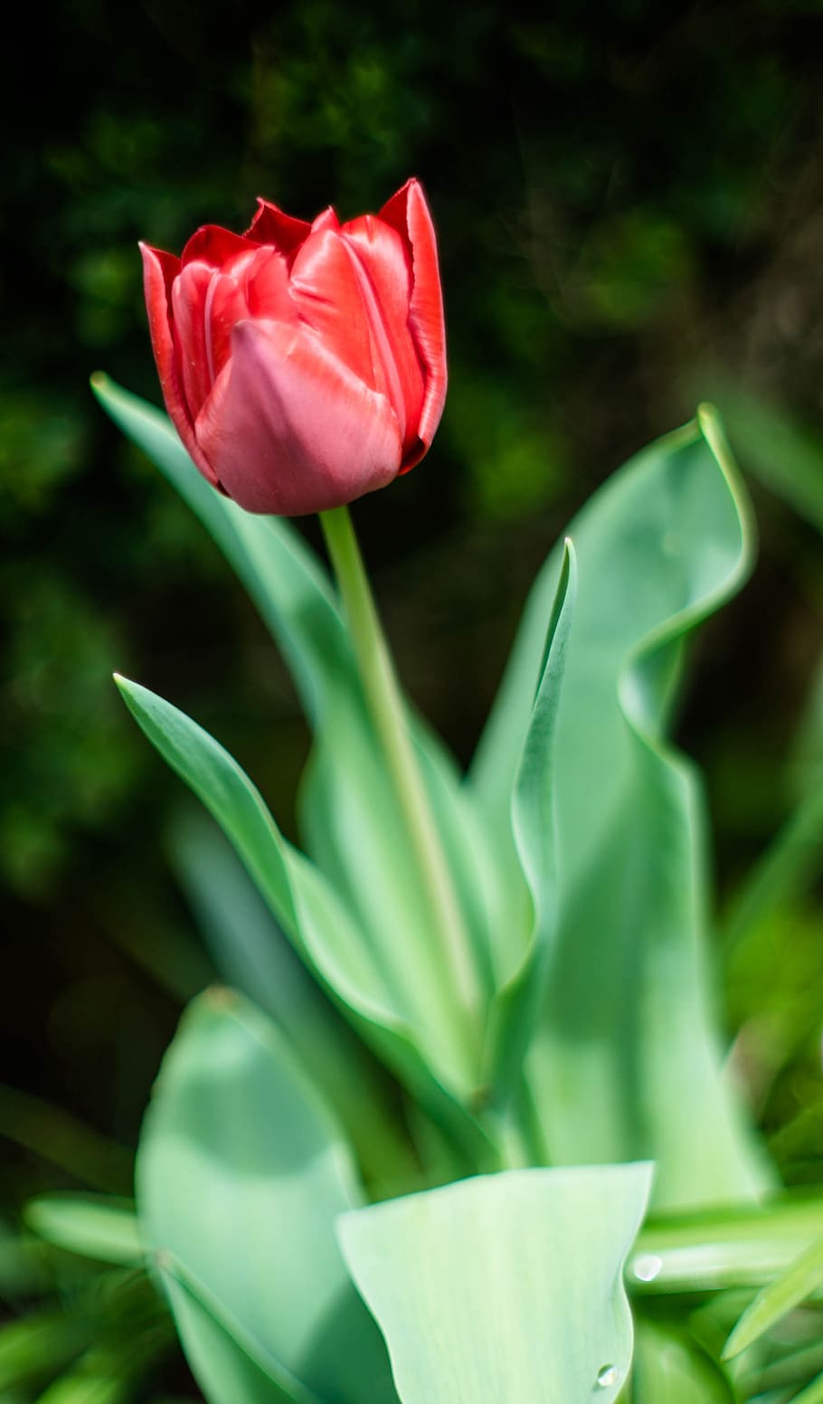 tulip, red, nature, spring, flower, flowering plant, beauty in nature HD wallpaper