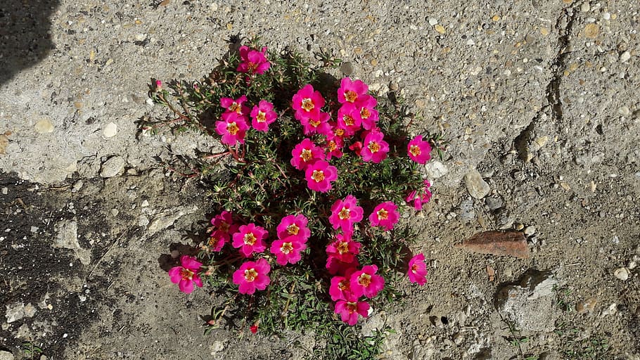 concrete, flower, nature, pink color, outdoors, fragility, no people HD wallpaper