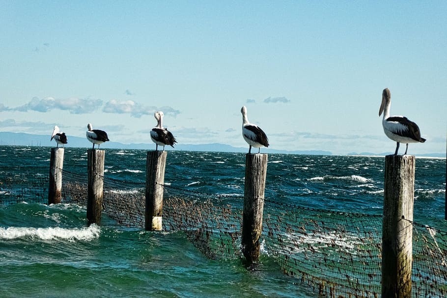 pelicans, posts, sea, surf, nature, roosts, pelican profile HD wallpaper