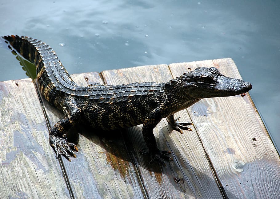 brown alligator on brown wooden board near body of water, reptile