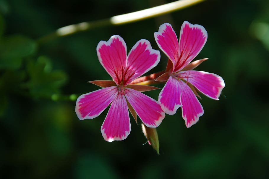 geranium, french geranium, flower, spring, plant, nature, garden HD wallpaper