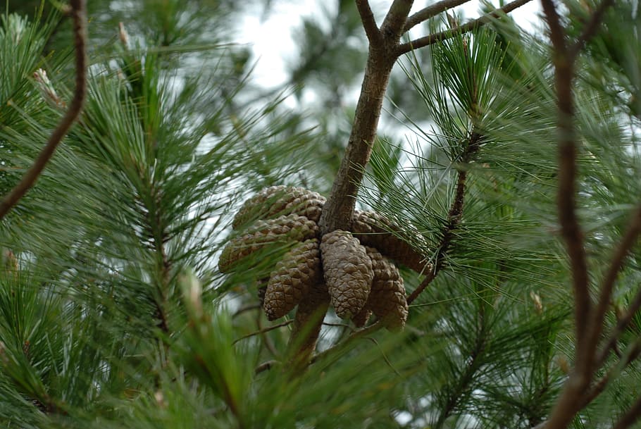 pine, tree, green, plant, growth, branch, no people, nature HD wallpaper