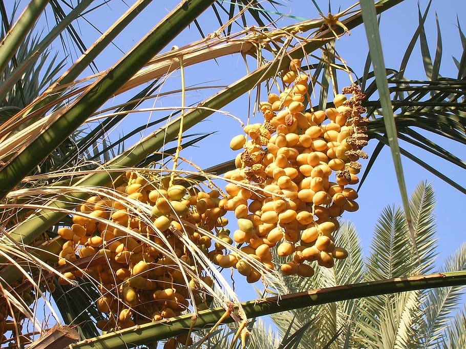 Medina, Tree, Dates, Food, Ripe, Dry, branches, sky, clouds HD wallpaper