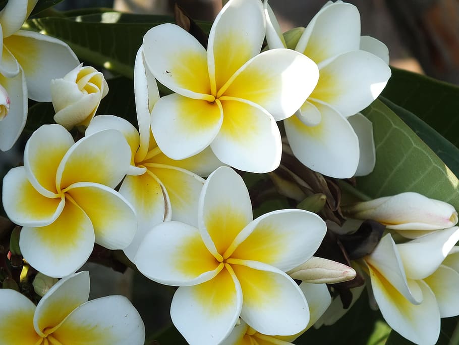 white-and-yellow plumeria flower closeup photo, red jasmine, tropical plants, HD wallpaper