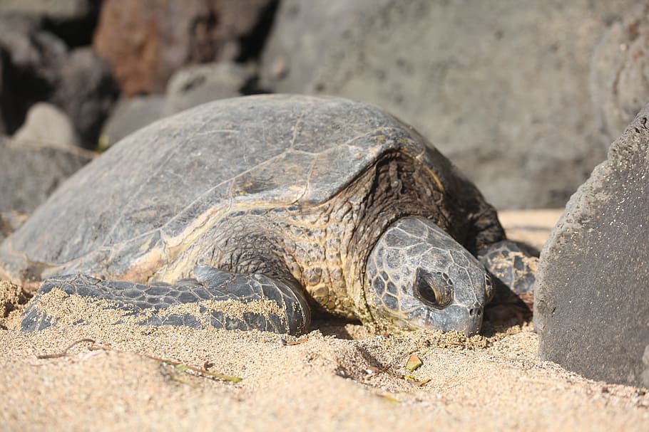turtle, beach, sand, reptile, animal wildlife, animal themes HD wallpaper