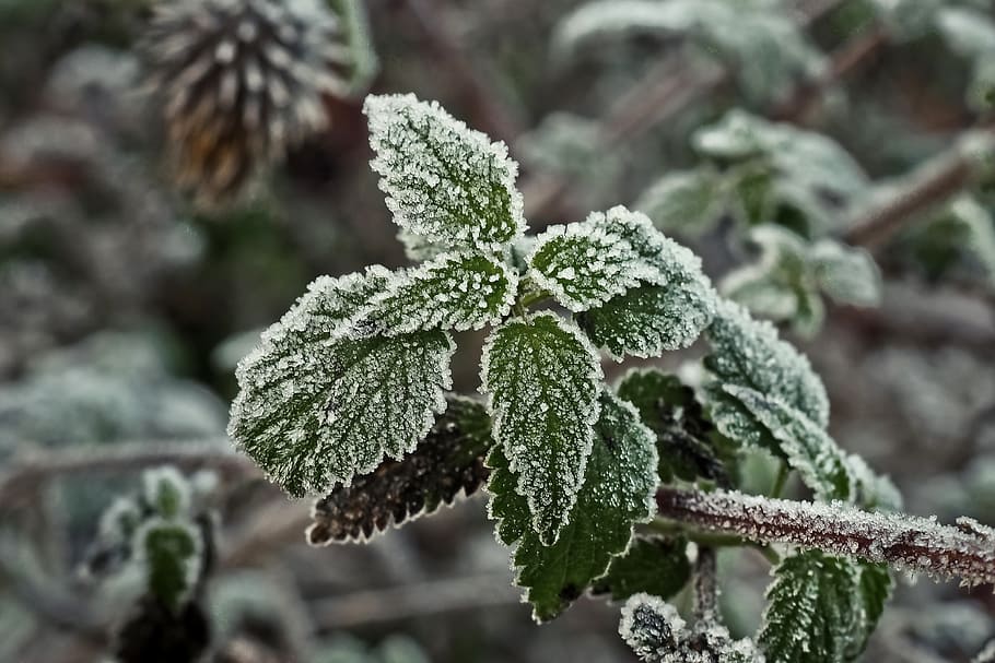 Stinging Nettle, Frost, Hoarfrost, Ice, winter, plant, nature, HD wallpaper