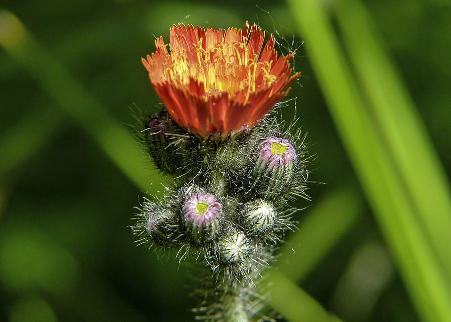Hawk, Weed, Buds, Orange, red, wild flower, meadow, close-up HD wallpaper