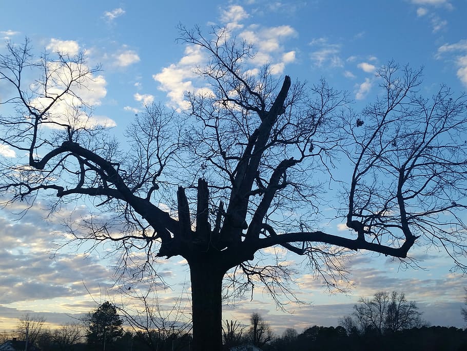 Tree, Nature, Blue, Winter, Sunny, sky, sunset, horizontal HD wallpaper