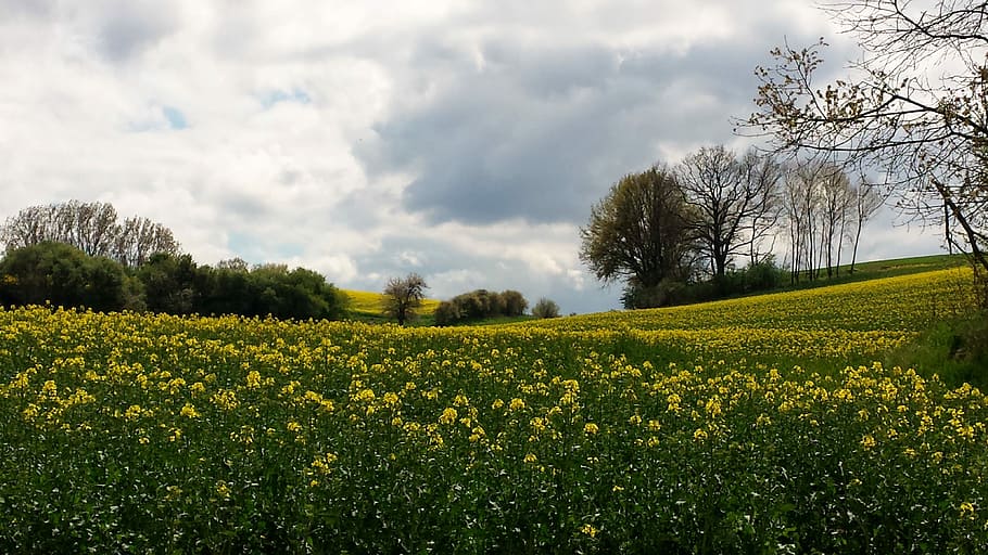 Landscape, Meadow, Clouds, Idyll, sky, rest, oilseed rape, nature HD wallpaper