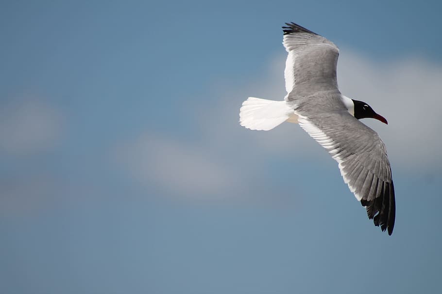 white and black beak bird flying, seagull, beach, ocean, water HD wallpaper