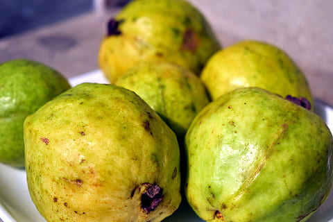 guavas, fruit, psidium, yellow fruit, food and drink, healthy eating HD wallpaper