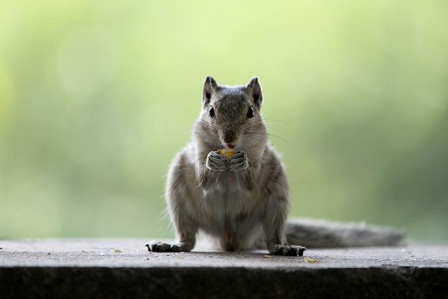 Squirrel, gray squirrel eating nut, but, wildlife, blurred background HD wallpaper