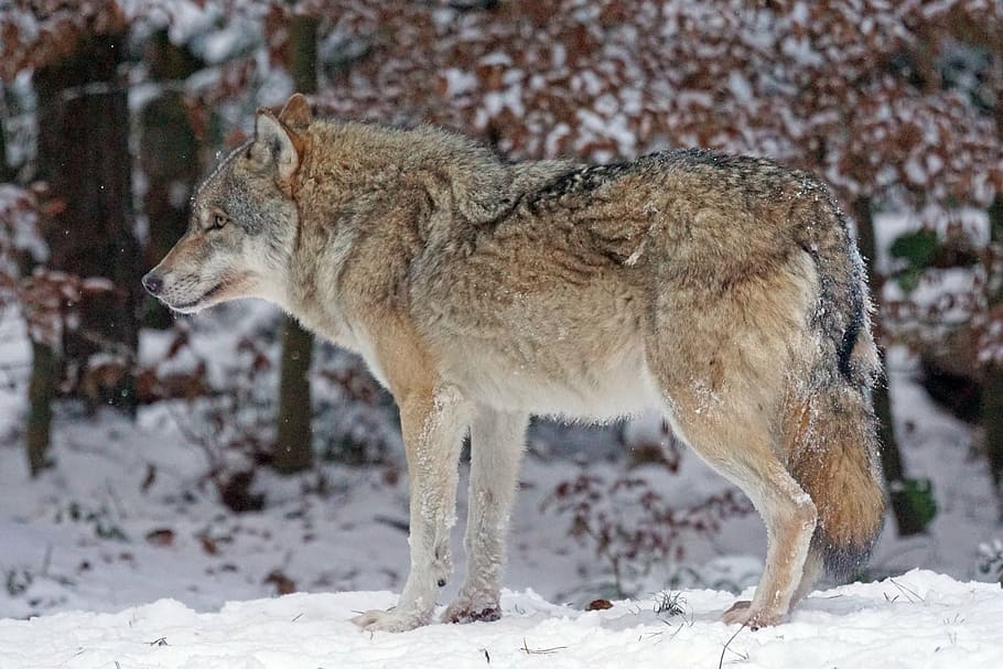 brown and grey wolf during daytime, predator, carnivores, canis lupus, HD wallpaper
