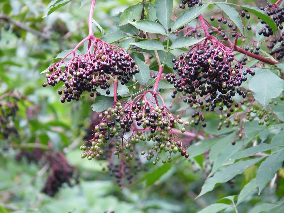 Black Elderberry, Sambucus Nigra, holder bush, fruits, berries, HD wallpaper