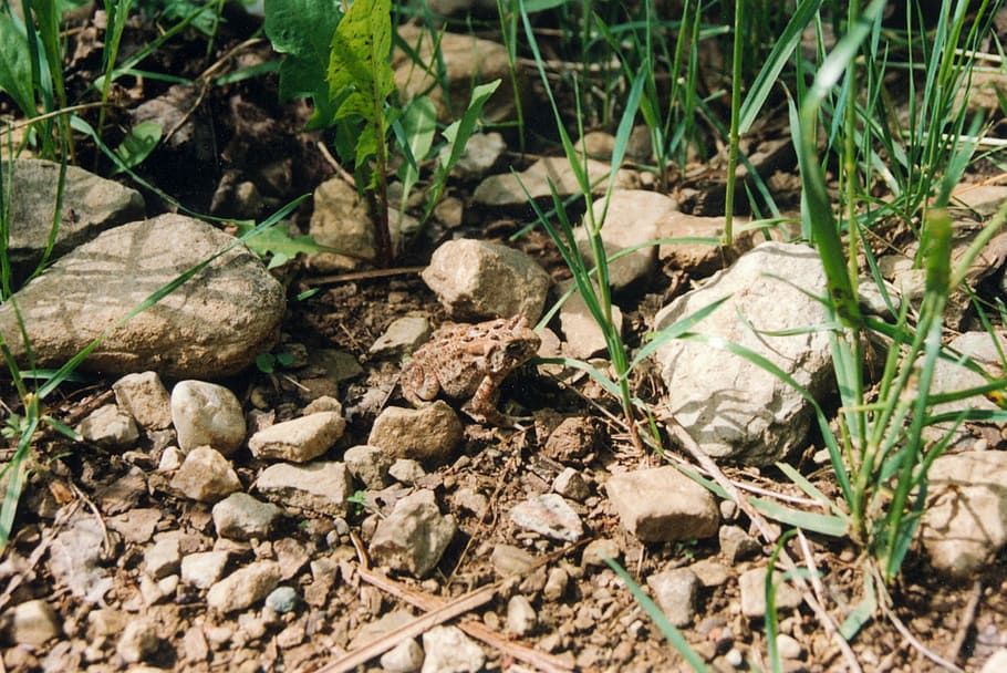 toad, camouflaged, wild life, close-up, nature, photo, animals in the wild HD wallpaper